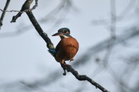 /album/oiseaux/etang-de-fontenay-le-viconte-16-a-jpg/